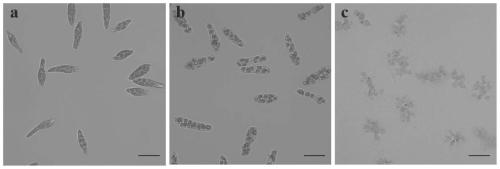 Euglena culture medium and application thereof