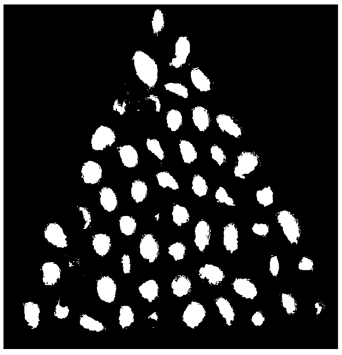 Construction method of soybean seed protein expression profile and application of soybean seed protein expression profile to analysis of biological metabolism ways