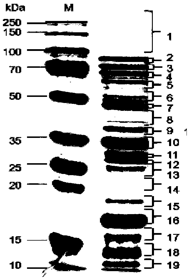 Construction method of soybean seed protein expression profile and application of soybean seed protein expression profile to analysis of biological metabolism ways