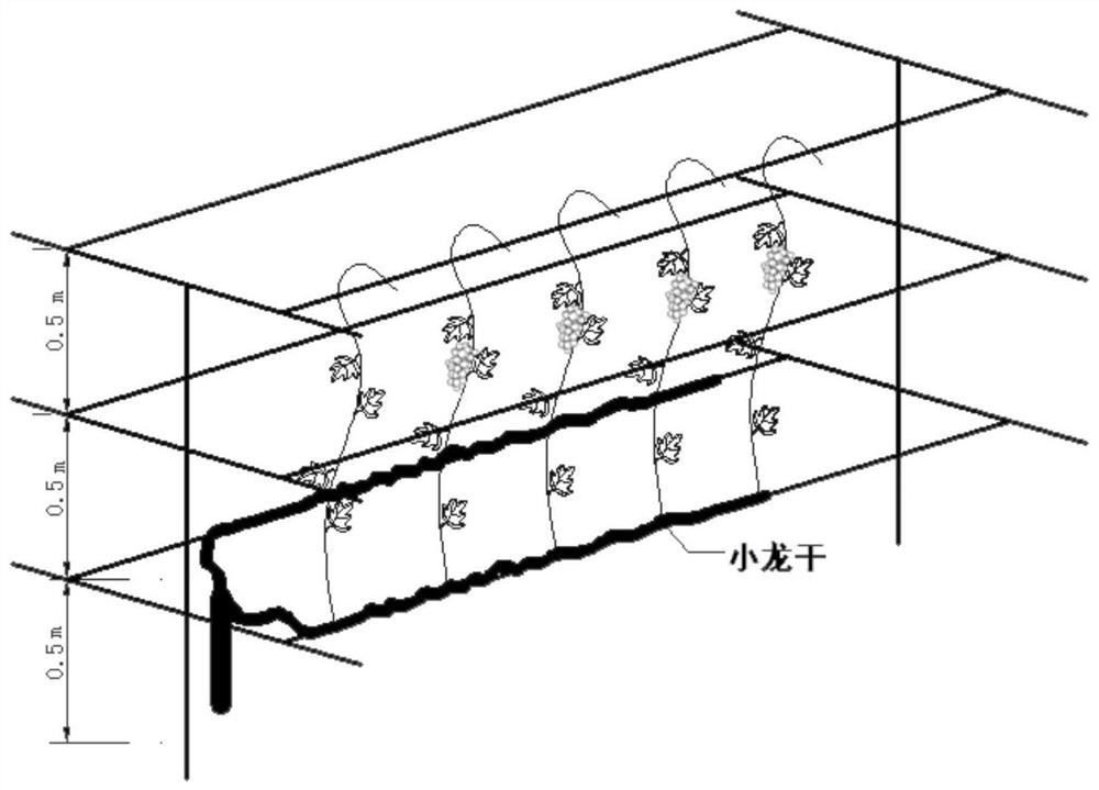 A kind of cultivation method for growing fruit grains of protected grapes