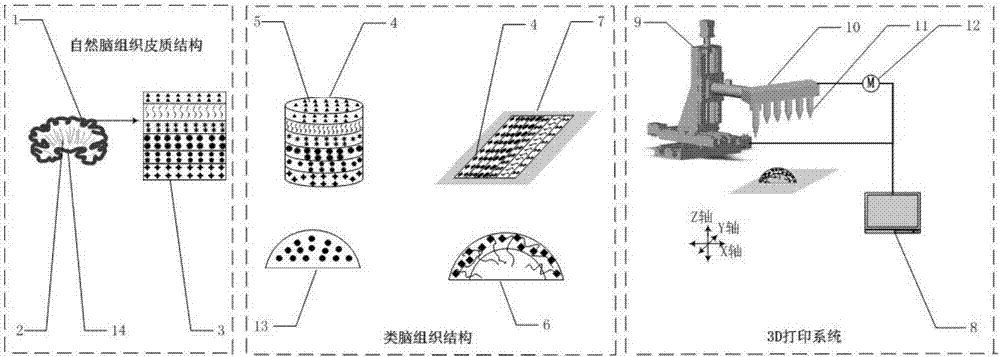 In-vitro brain-like tissue and establishment method thereof