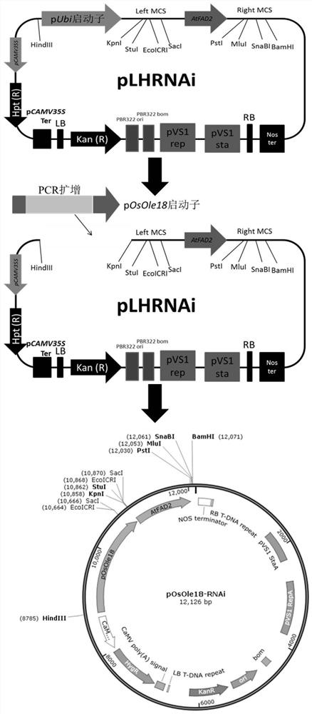 Seed specific interference vector containing pOsOle18 promoter and application of seed specific interference vector