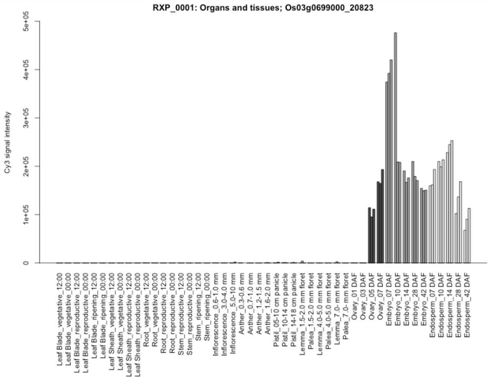 Seed specific interference vector containing pOsOle18 promoter and application of seed specific interference vector