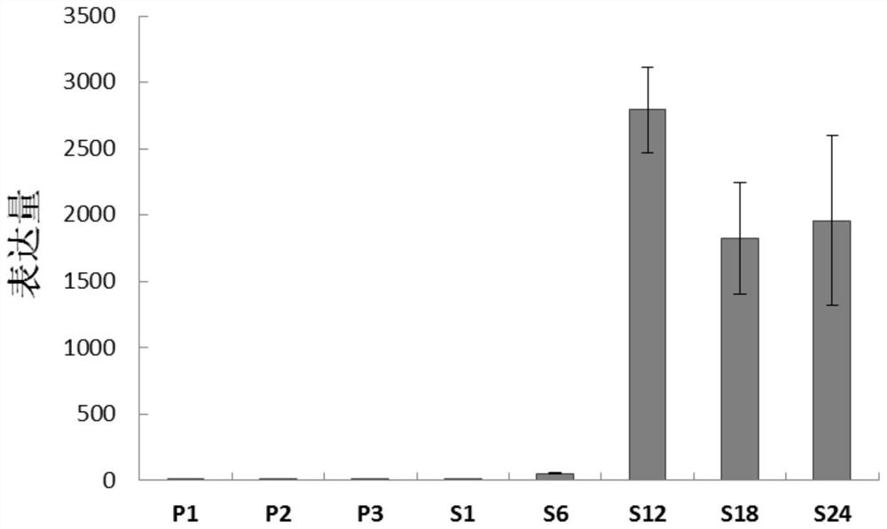 Seed specific interference vector containing pOsOle18 promoter and application of seed specific interference vector