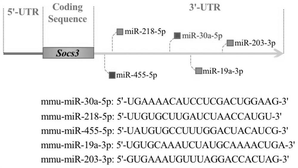 MicroRNA inhibitor capable of inhibiting SOCS3 down-regulation and preparation method thereof