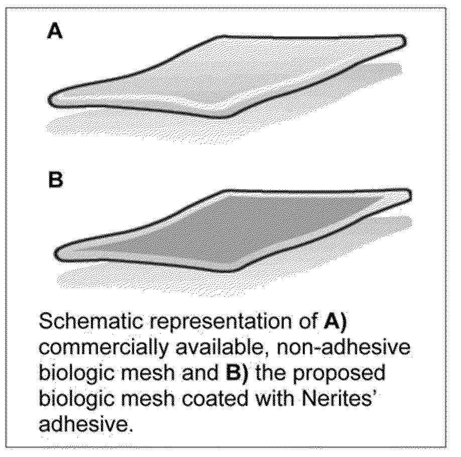 Bioadhesive constructs