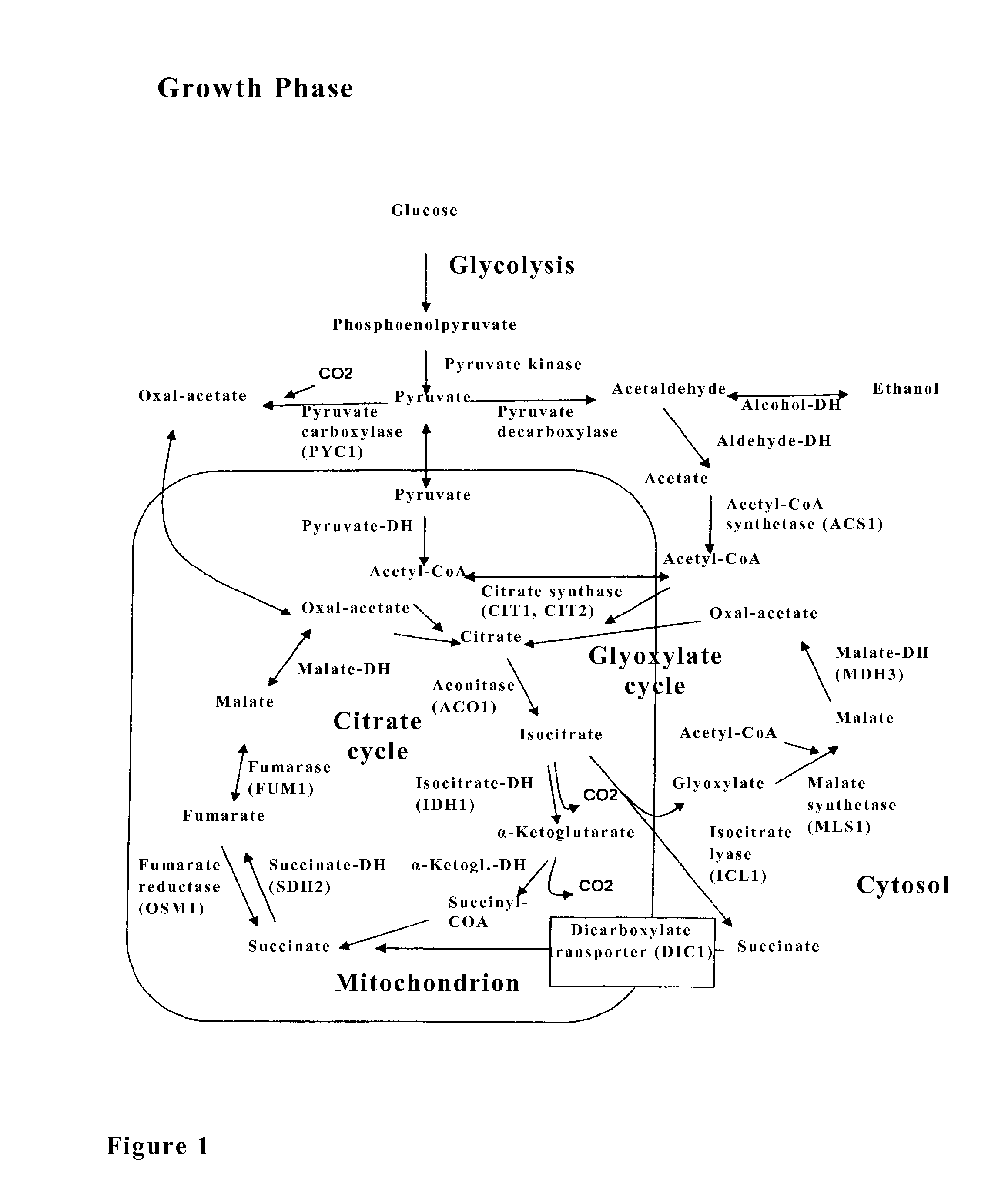 Microorganism for the production of succinic acid