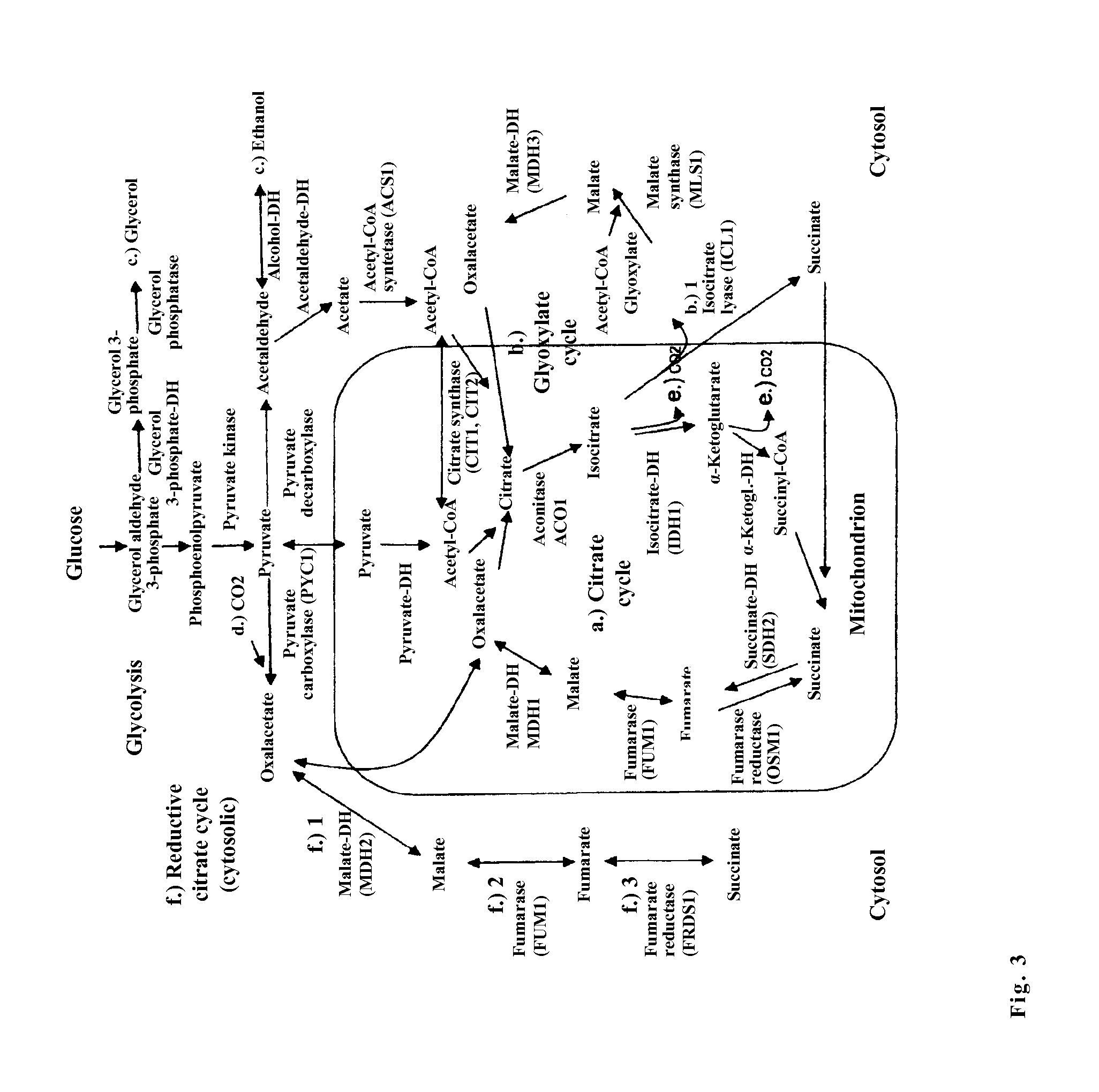 Microorganism for the production of succinic acid