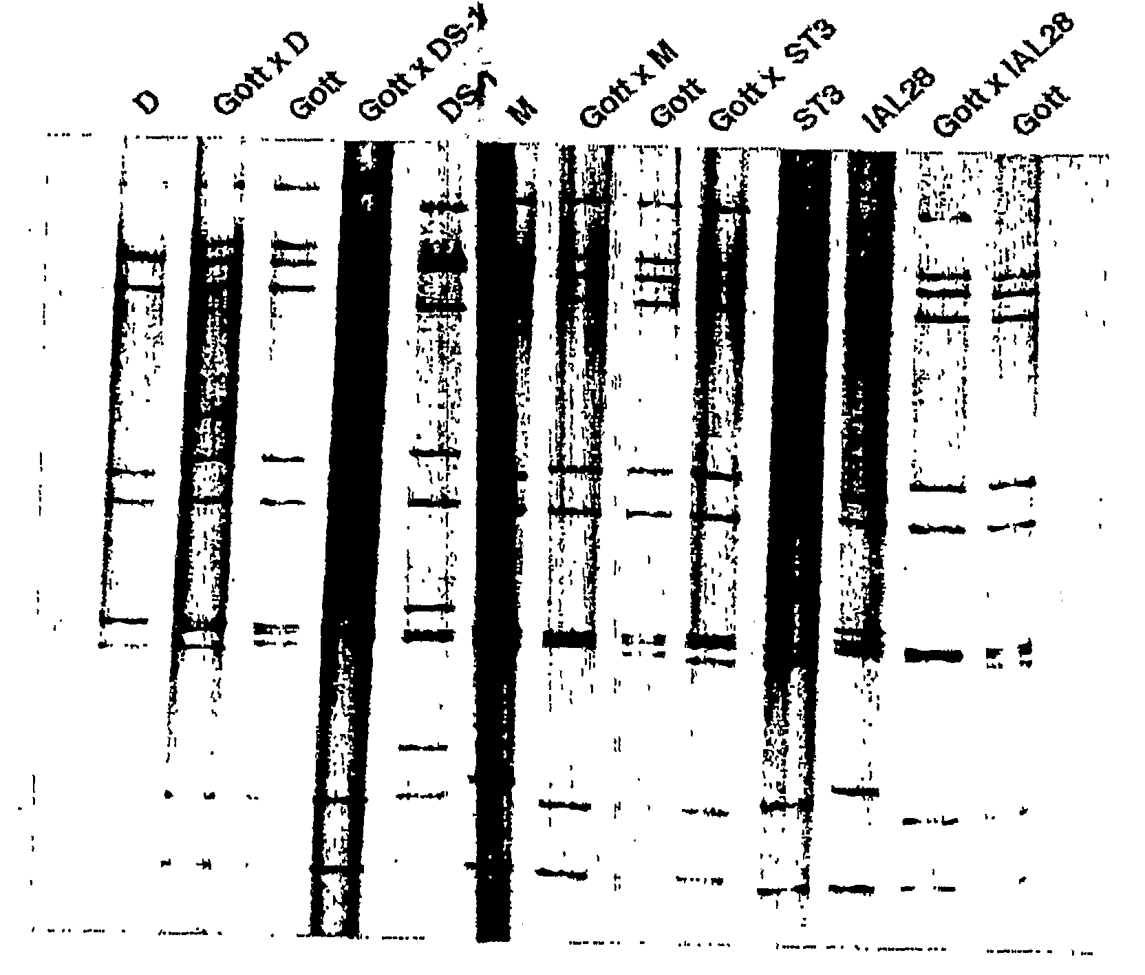 Porcine rotavirus reassortant compositions