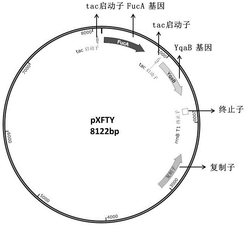 Method for synthesis of D-psicose by aldolase whole cell