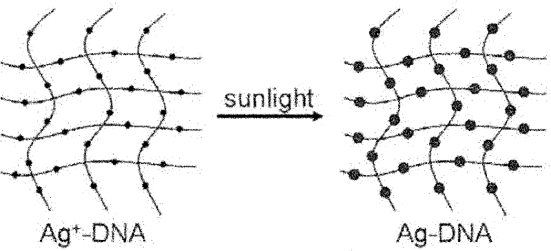 Light irradiation preparation method and use of ultra-sensitive surface enhanced Raman scattering active base