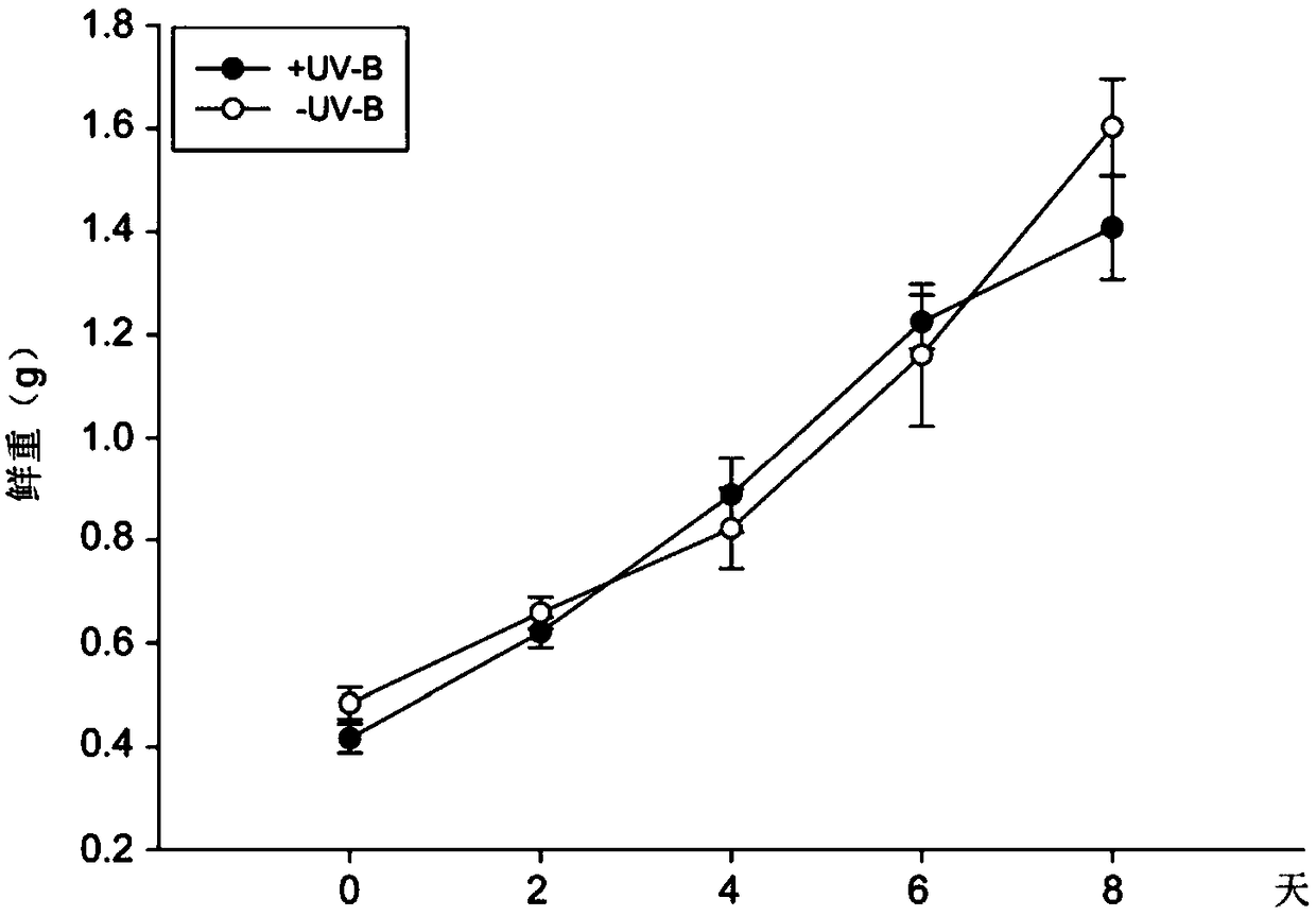 Method for increasing content of flavonoids hydroponic lettuce in greenhouse by adding UV-B radiation