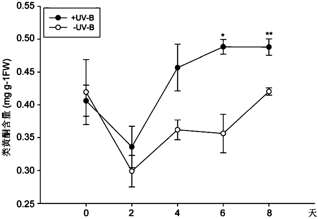 Method for increasing content of flavonoids hydroponic lettuce in greenhouse by adding UV-B radiation