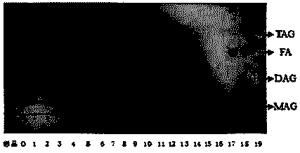 Method for determining compositions of fatty acids and acylglycerols at alpha and beta positions of structured lipid by combining solid-phase extraction and gas chromatography