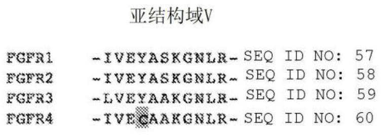 Novel FGFR inhibitors and uses thereof