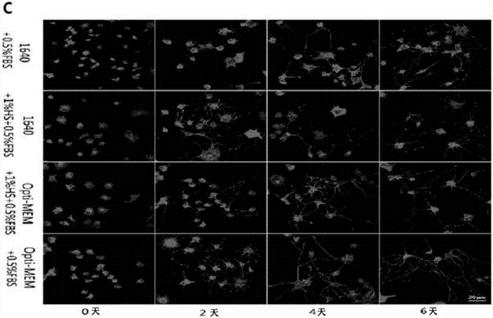 Method for inducing PC-12 cells to be differentiated into neurons