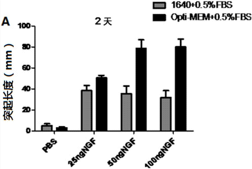 Method for inducing PC-12 cells to be differentiated into neurons