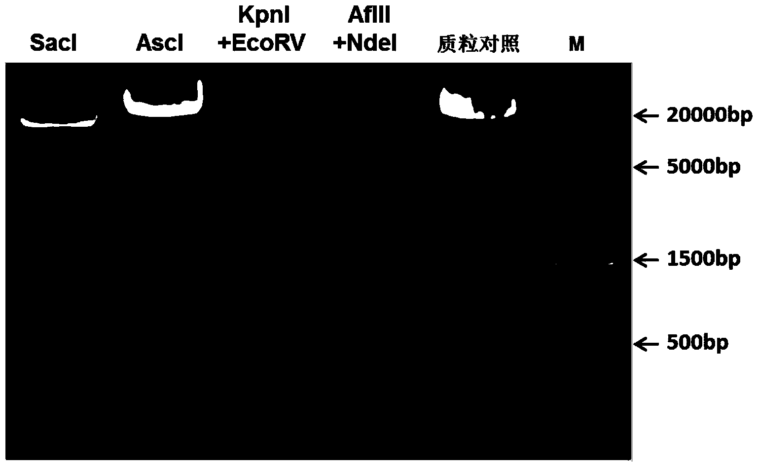 Gene knock-in recombinant vector and preparation method thereof as well as method for preparing mouse model