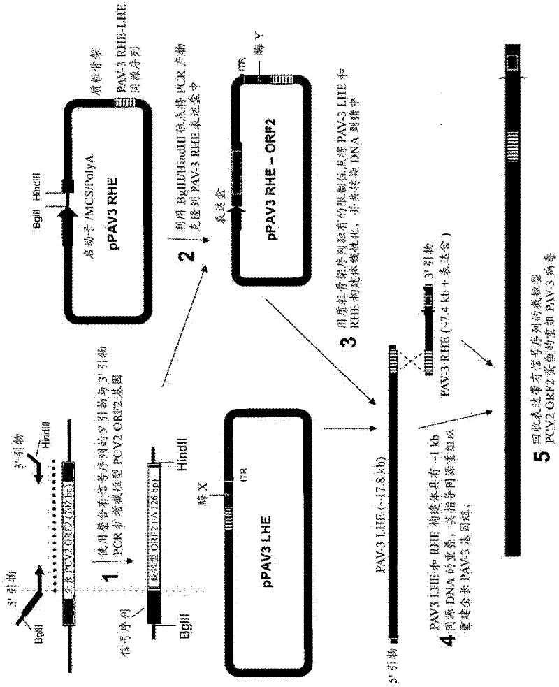 Pcv 2-based methods and compositions for the treatment of pigs