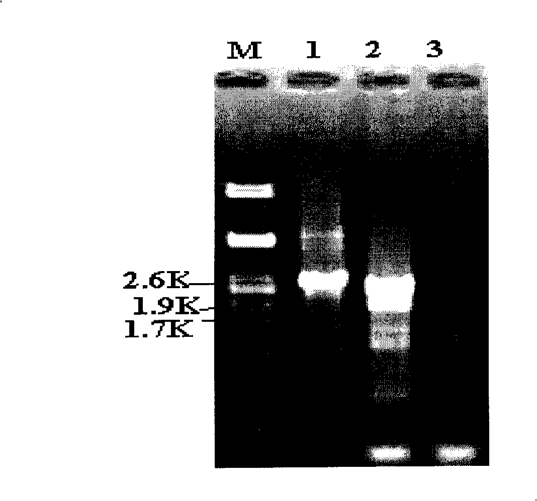 Trichoderma viride engineering bacterium and uses thereof