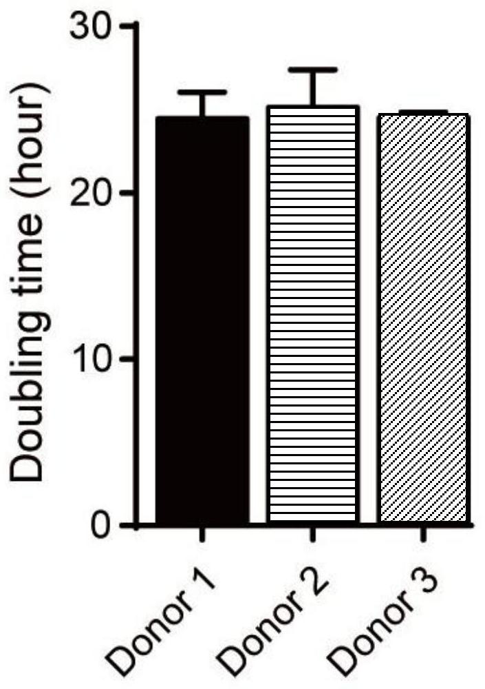 Primary hepatocyte-derived liver precursor-like cell model, preparation method and application for hepatitis B virus infection