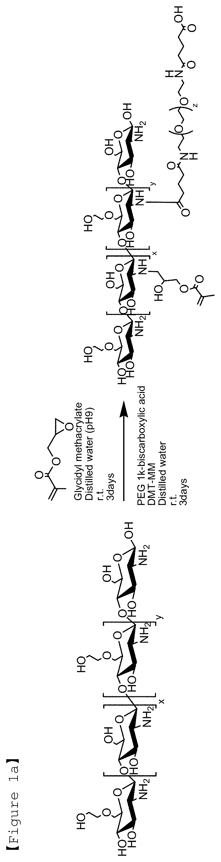 Visible light-curable water-soluble chitosan derivative, chitosan hydrogel, and preparation method therefor