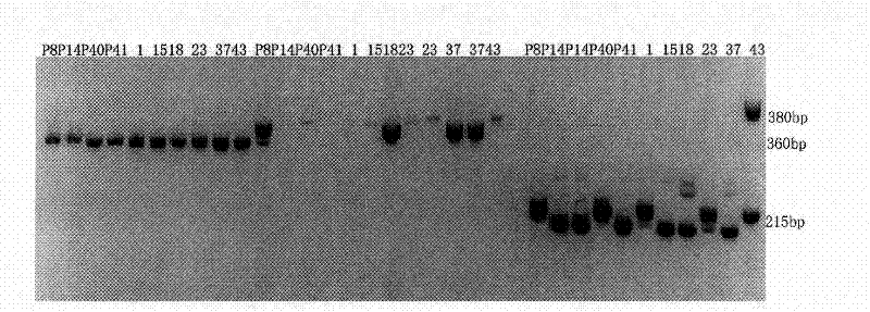 Method for identifying breeds of Chinese cabbage and special kit thereof