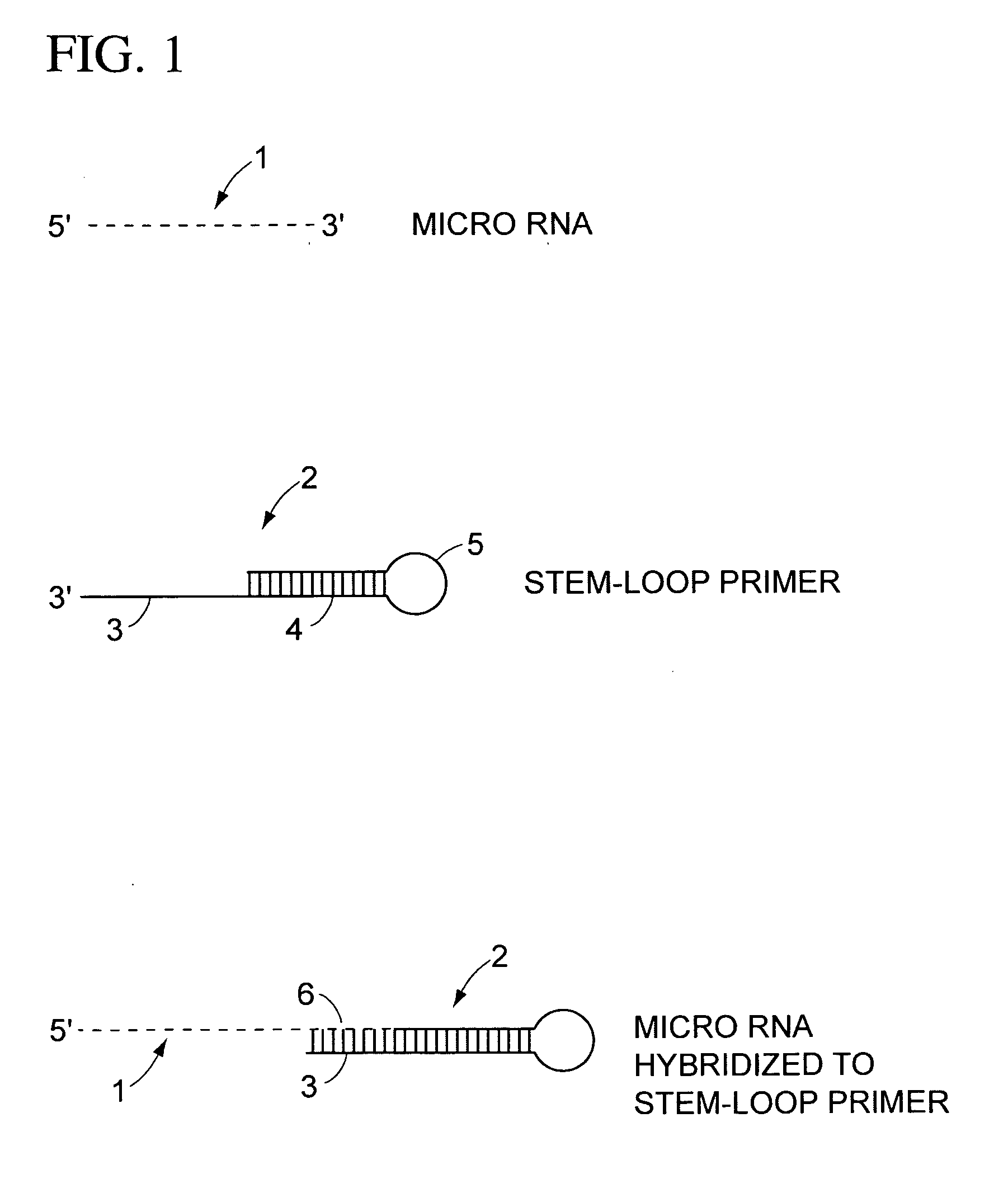 Multiplexed amplification of short nucleic acids