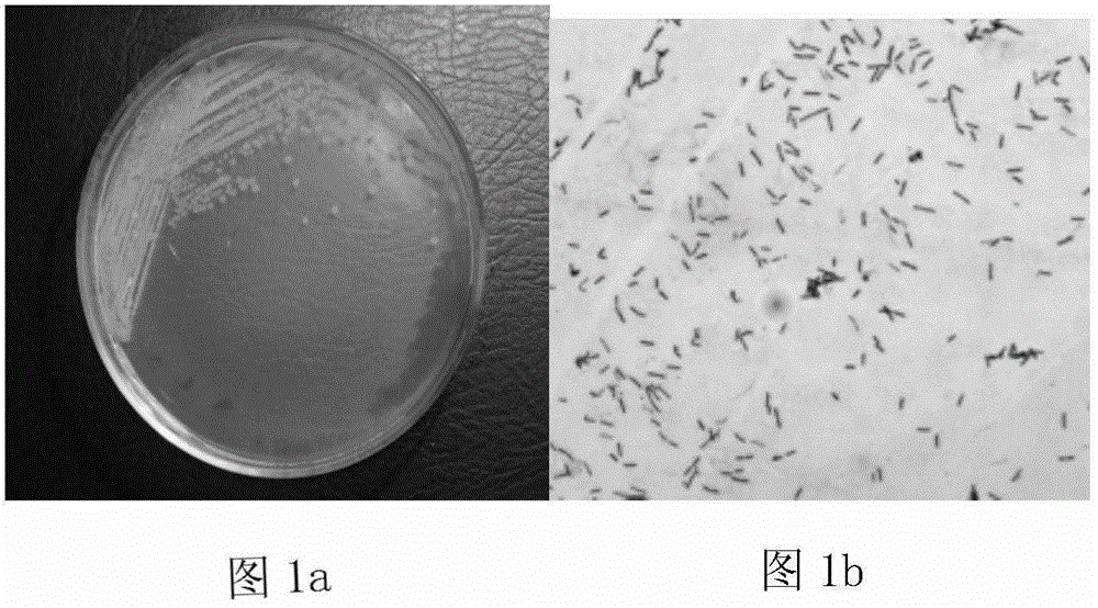 Pseudomonas aeruginosa and its application