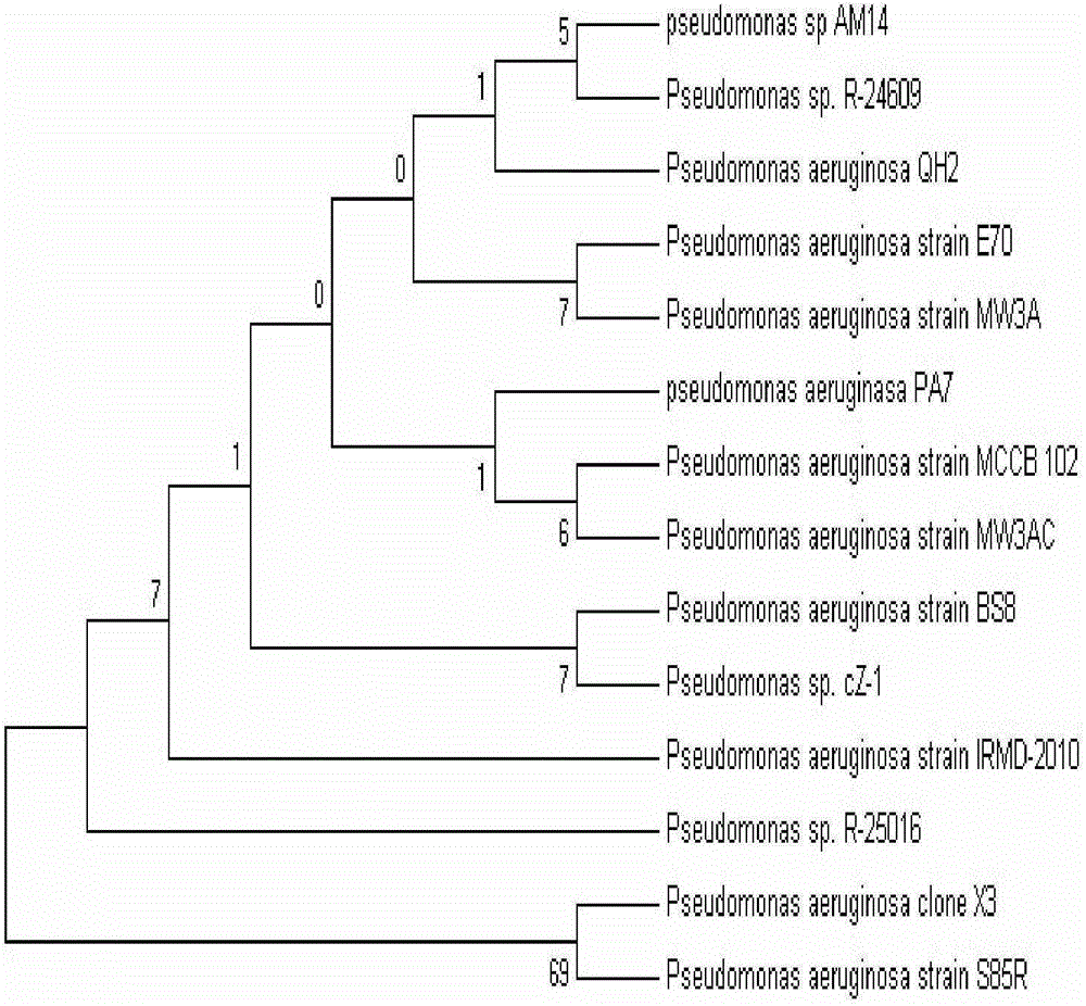 Pseudomonas aeruginosa and its application