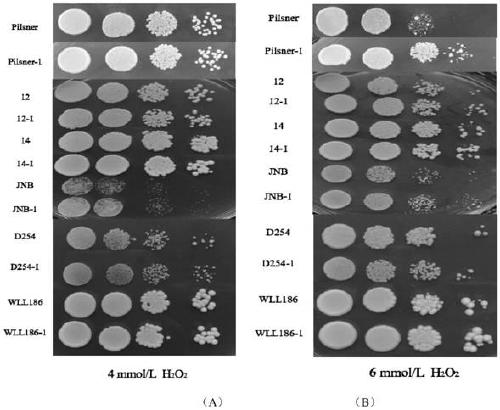 Method for improving antioxidant capacity of yeast