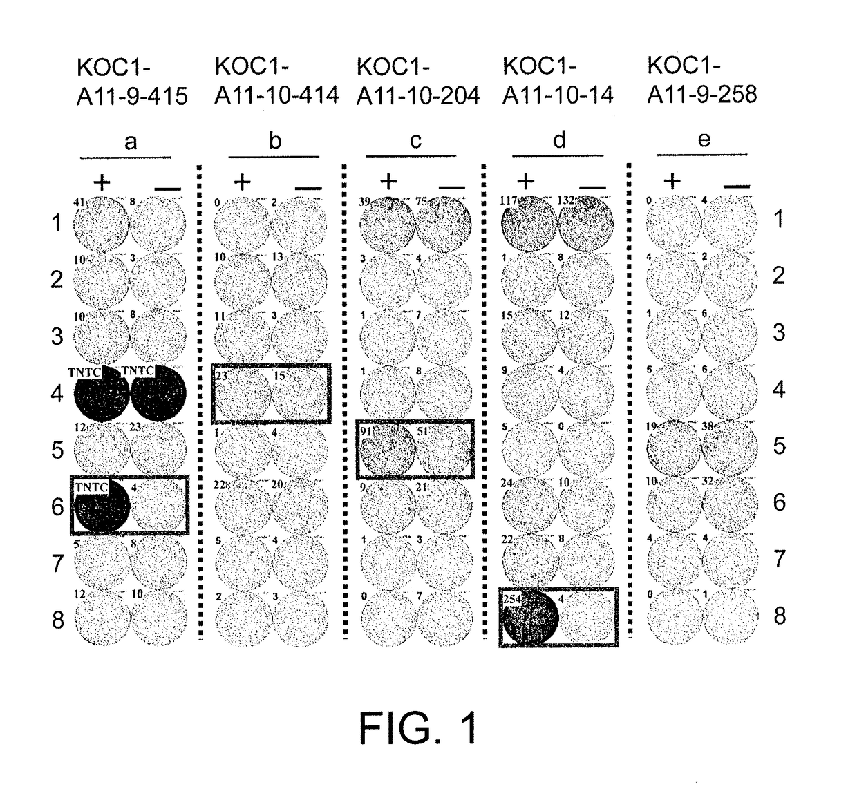 Koc1-derived peptide and vaccine including same