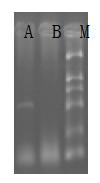 Specific primers for identifying Chiua virens and method for identifying Chiua virens by the specific primers