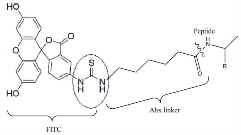 A specific d-type polypeptide targeting lymphoma cell lines and its application