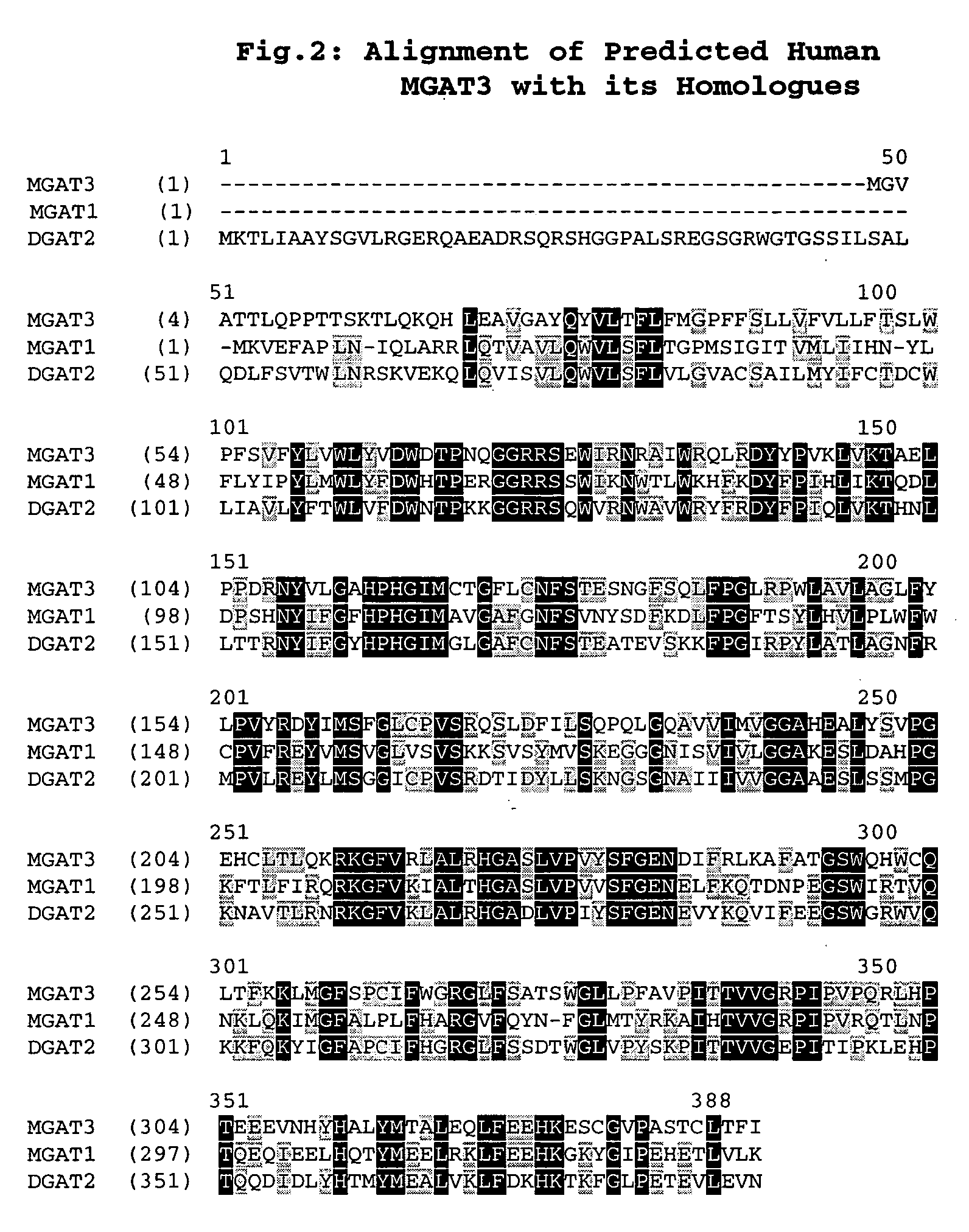 Polynucleotide encoding a novel acyl coenzyme a, monoacylglycerol acyltransferase-3 (MGAT3), and uses thereof