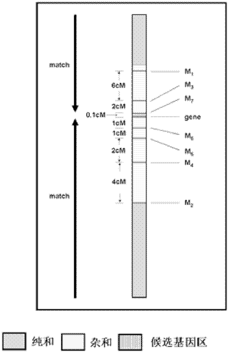 New method for positioning and cloning rice genes