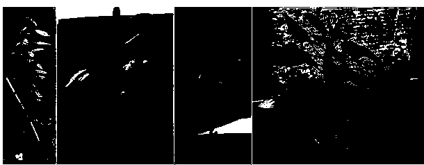 Method for grafting pear tree polyploid test-tube seedlings out of test-tube into seedlings