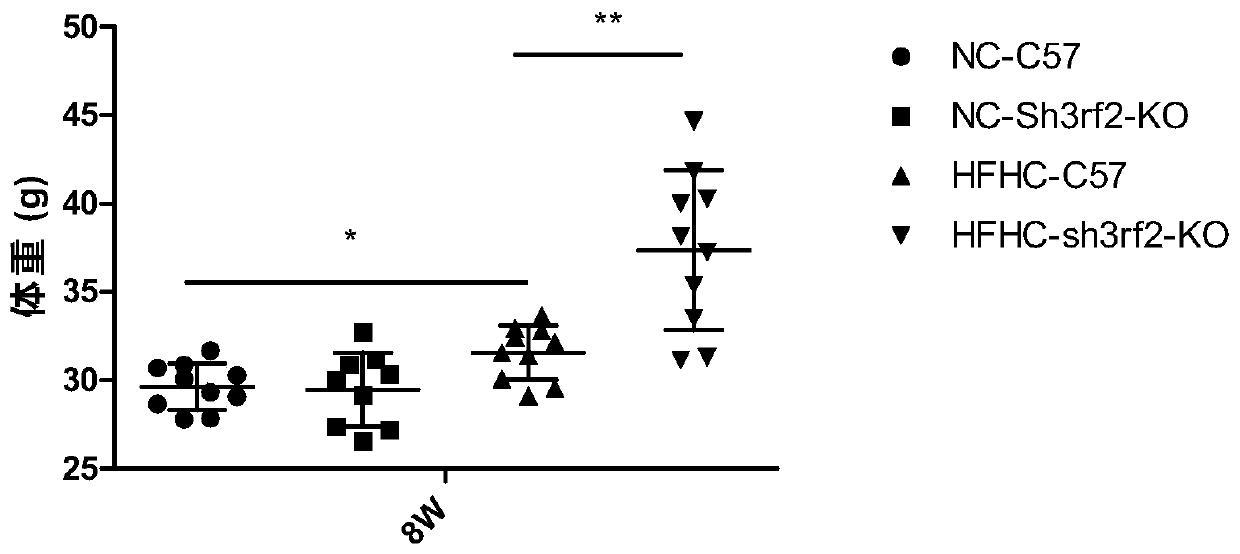 Function and application of SH3 domain-containing RING finger protein 2 (Sh3rf2) in preparing drugs for treating non-alcoholic fatty liver disease and/or type-2 diabetes