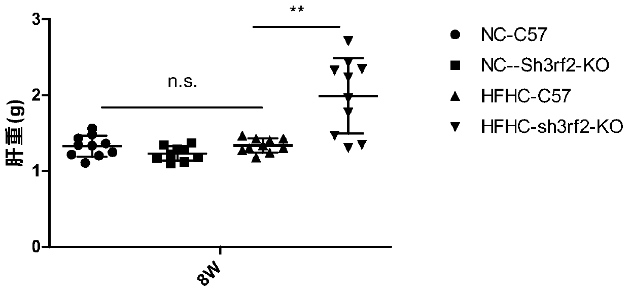 Function and application of SH3 domain-containing RING finger protein 2 (Sh3rf2) in preparing drugs for treating non-alcoholic fatty liver disease and/or type-2 diabetes