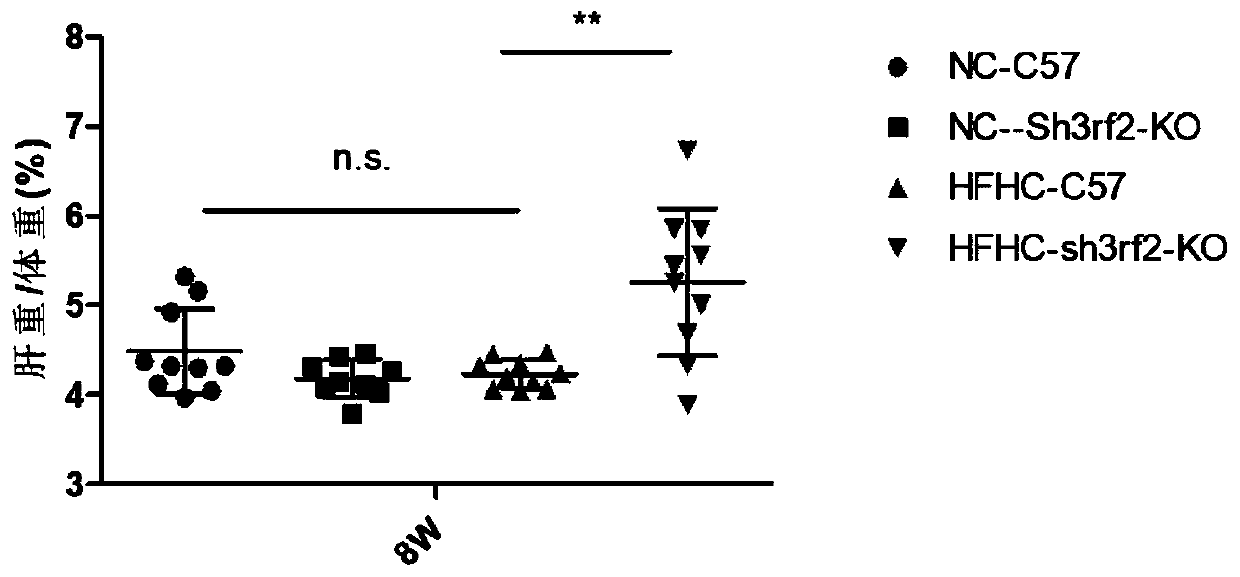 Function and application of SH3 domain-containing RING finger protein 2 (Sh3rf2) in preparing drugs for treating non-alcoholic fatty liver disease and/or type-2 diabetes