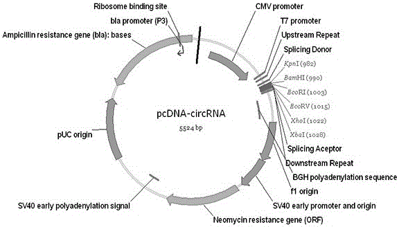 Dna sequence and expression vector for circular rna expression and application thereof