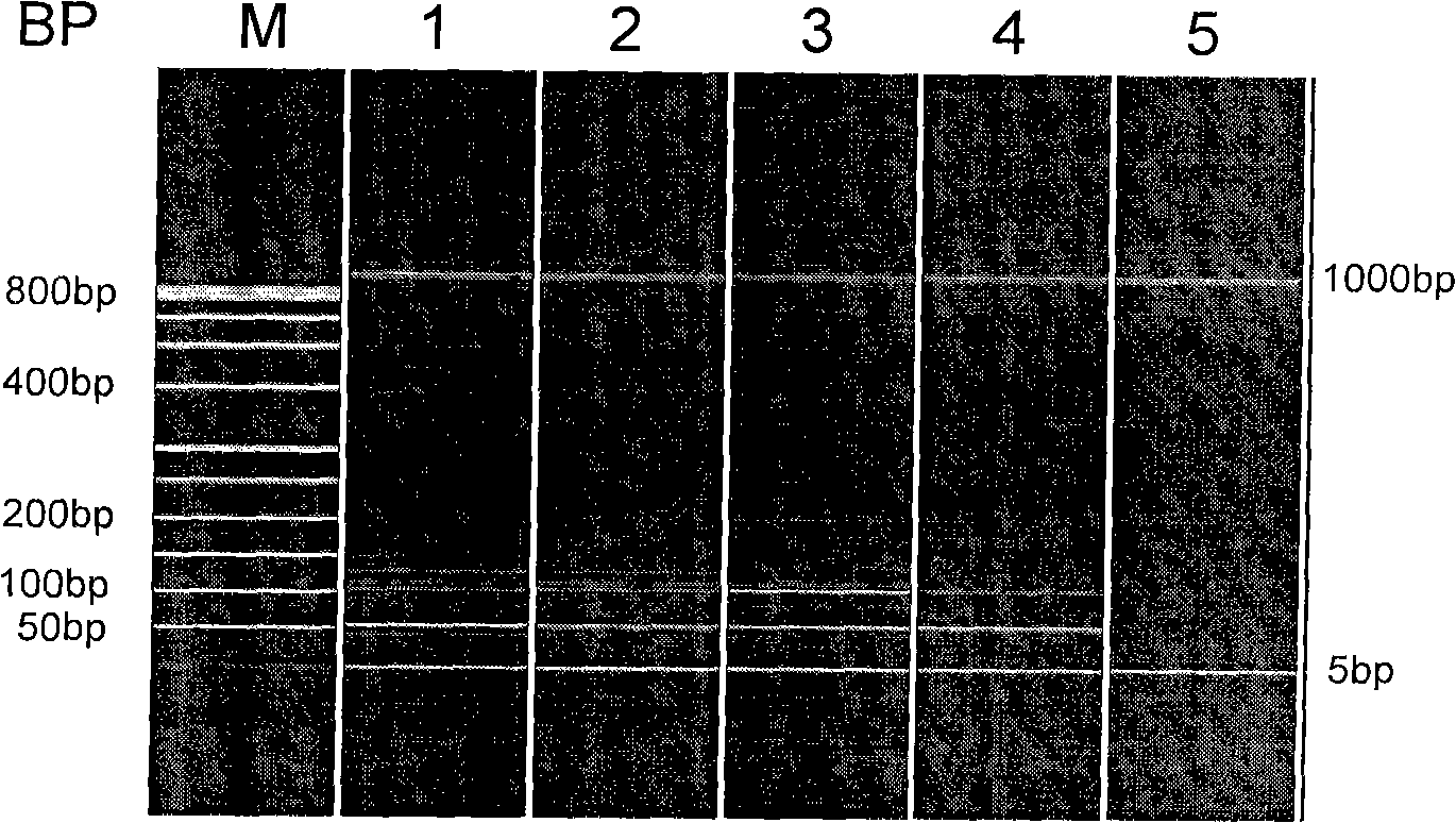 MLCR probe, two-step reaction mode and suspension chip detection capture probe