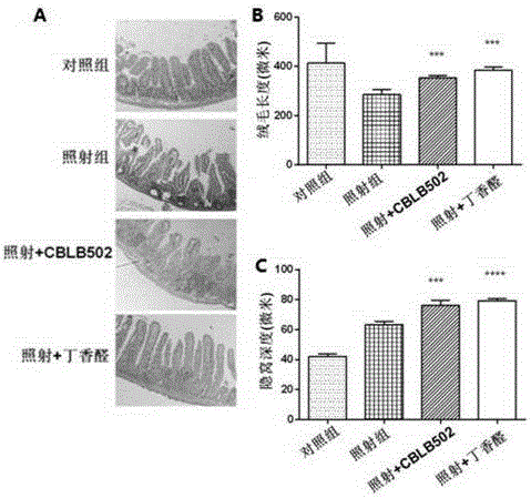 Application of syringaldehyde to preparation of medicine for preventing intestinal injuries caused by ionizing radiation