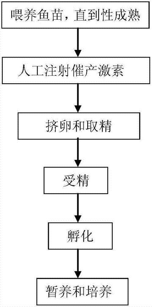 Artificial propagation method for mystus macropterus