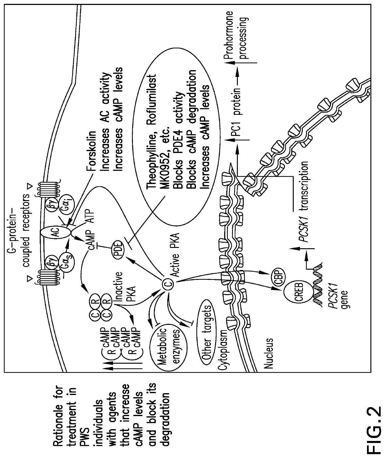 Methods of treating Prader-Willi syndrome