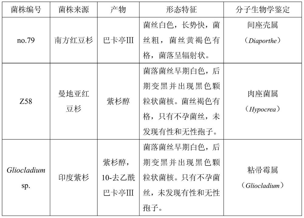 A group of high-yielding baccatin Ⅲ combination strains and the method for producing baccatin Ⅲ