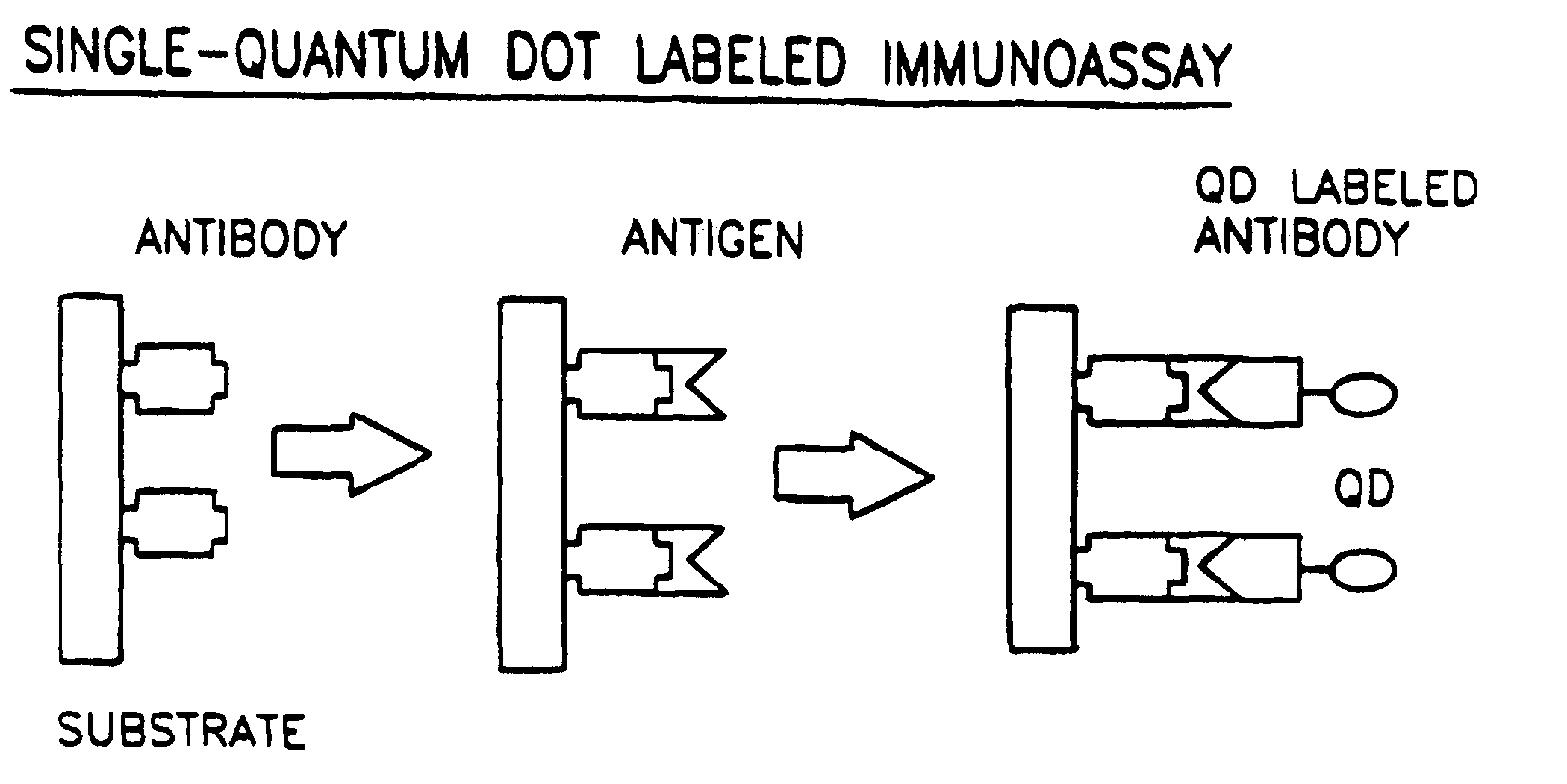 Biological applications of quantum dots