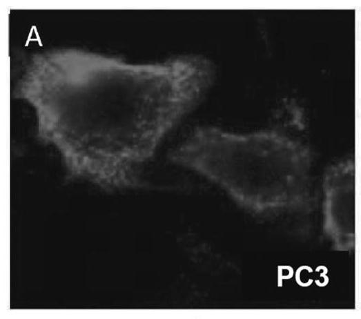 Phospholipid-FLAGLINE CONJUGATES AND METHODS OF USE THEREOF FOR TARGETED CANCER TREATMENT