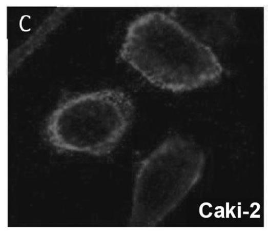 Phospholipid-FLAGLINE CONJUGATES AND METHODS OF USE THEREOF FOR TARGETED CANCER TREATMENT