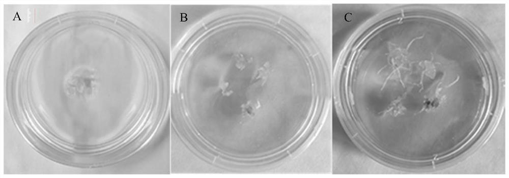 A method for separating and culturing ginseng stem cells using a biological reaction device